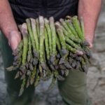 هل الذعر بشأن الهليون في غرناطة مبرر؟