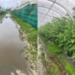 في البرتغال: أمطار غزيرة تؤخر حصاد التوت