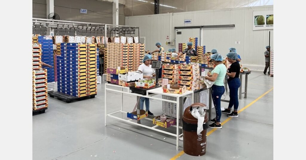 سوق المانجو: فوضى عارمة وتقلبات لا يمكن السيطرة عليها