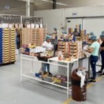 سوق المانجو: فوضى عارمة وتقلبات لا يمكن السيطرة عليها