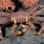 ترحيب بصيادي سرطان البحر في نيوفاوندلاند بتغيير سياسة ترخيص المعالجة إعلان X