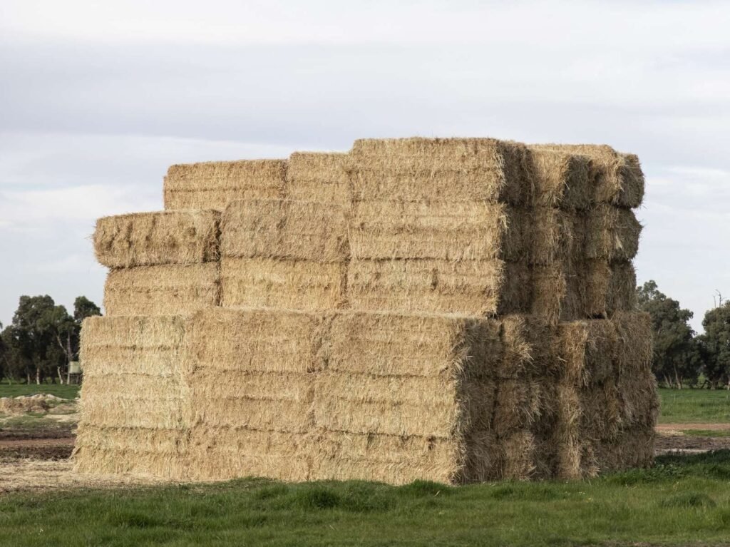 أخبار الألبان في أستراليا