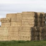 أخبار الألبان في أستراليا