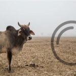 الثورة البيضاء في الهند: هل تنجو من تحديات المناخ ورعاية الحيوان؟