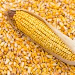 تركيا تعلن عن مناقصة لشراء ذرة علف