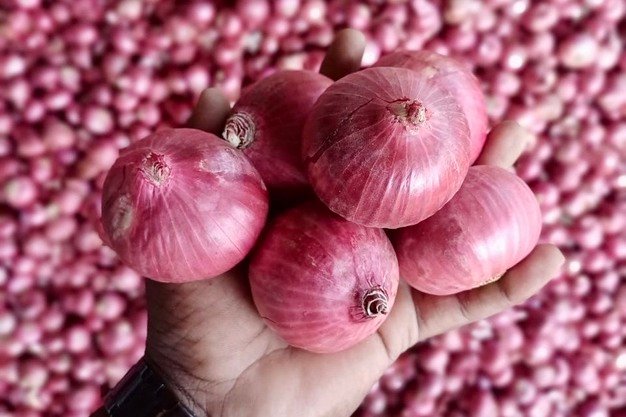 مصدرو البصل الهندي يستعدون لموسم البصل الوردي