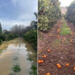 انتظار الحصاد: المشترون يترقبون جفاف حقول الحمضيات