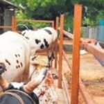 طلب تخفيف ضريبة السلع والخدمات على منتجات الألبان وسط ارتفاع التكاليف في الهند