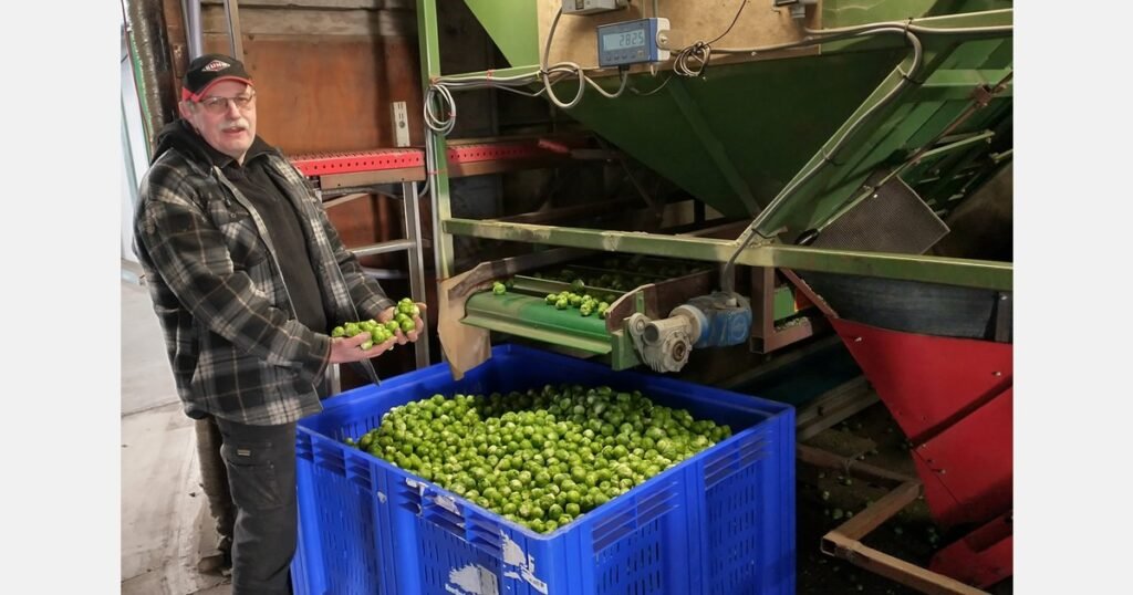 نصف مزارعي براعم بروكسل مهددون بالإفلاس خلال عامين إذا استمر الوضع الحالي