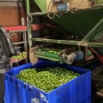 نصف مزارعي براعم بروكسل مهددون بالإفلاس خلال عامين إذا استمر الوضع الحالي