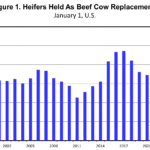 أسواق الماشية: نفس الحكاية، فصل جديد