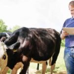 مقترح ReNure يقدم الإغاثة لمزارعي الألبان الأيرلنديين من حدود النيتروجين