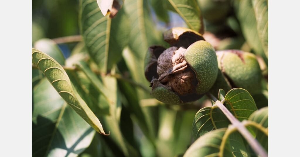 الجوز: أسعار معقولة في المتاجر تعزز الطلب