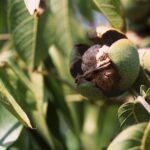 الجوز: أسعار معقولة في المتاجر تعزز الطلب