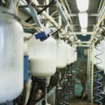 قفزة في أسعار الألبان العالمية: زيادة 3.6% في بداية 2026