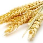 تونس تشتري 200 ألف طن من القمح