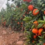 الأمطار الغزيرة تضرب الحمضيات الأندلسية: نظرة على تأثيرها على السوق