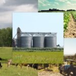 SOPA ترفض واردات فول الصويا المعدل وراثيًا: حماية للمزارعين في الهند