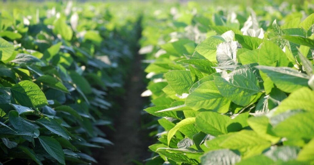 تفريد بذور فول الصويا: مفتاحك لحصاد وفير