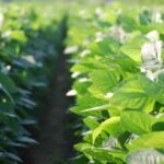 تفريد بذور فول الصويا: مفتاحك لحصاد وفير