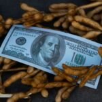 تقارب أسعار فول الصويا في أوكرانيا: المعدلة وراثيًا تلاحق غير المعدلة