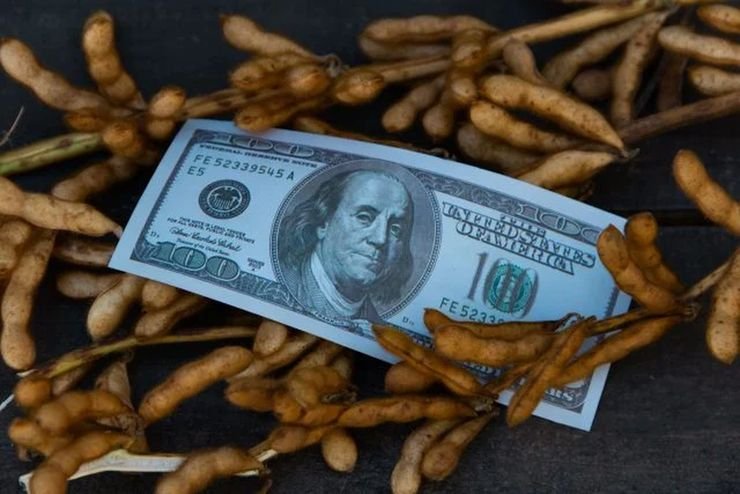 تقارب أسعار فول الصويا في أوكرانيا: المعدلة وراثيًا تلاحق غير المعدلة