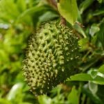 المكسيك تعزز ريادتها العالمية: صنف قشطة جديد يرفع سقف الجودة