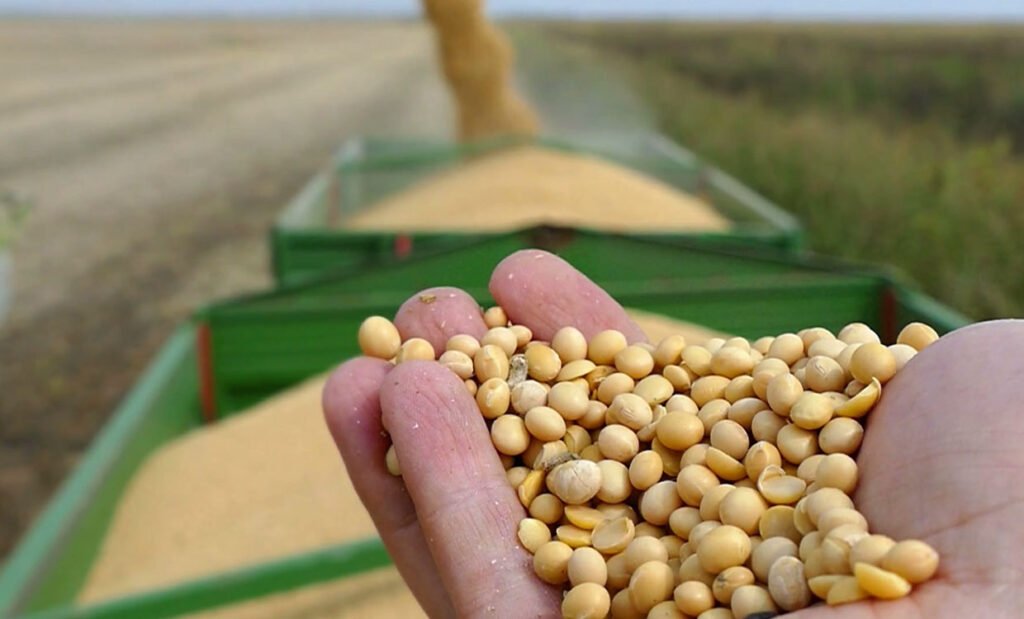 صادرات فول الصويا البرازيلية سترتفع حتى فبراير على الرغم من تحفظ المزارعين
