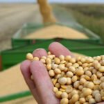 صادرات فول الصويا البرازيلية سترتفع حتى فبراير على الرغم من تحفظ المزارعين