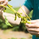 النمسا تدخل قائمة أكبر 3 منتجين لفول الصويا في الاتحاد الأوروبي