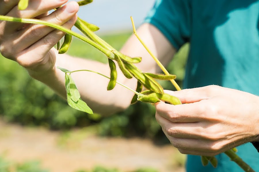 النمسا تدخل قائمة أكبر 3 منتجين لفول الصويا في الاتحاد الأوروبي