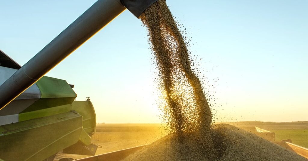 مبيعات فول الصويا تشتعل في الخريف الماضي