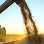 مبيعات فول الصويا تشتعل في الخريف الماضي