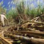 مزارعو قصب السكر في جنوب أفريقيا يطالبون بإلغاء ضريبة السكر في مواجهة تهديد الواردات