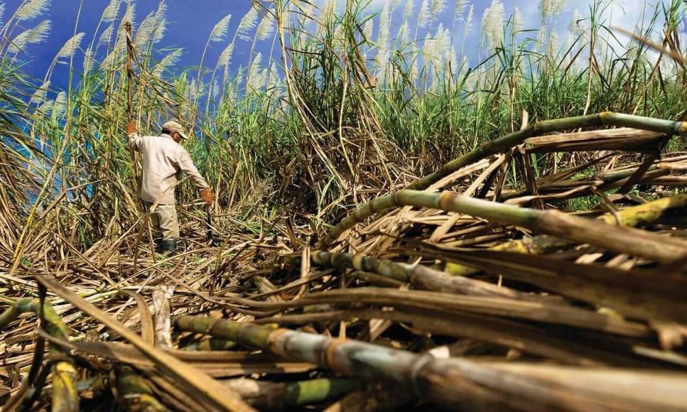 مزارعو قصب السكر في جنوب أفريقيا يطالبون بإلغاء ضريبة السكر في مواجهة تهديد الواردات