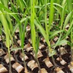 بيهار: دعم على بذور قصب السكر لتحسين زراعة القصب