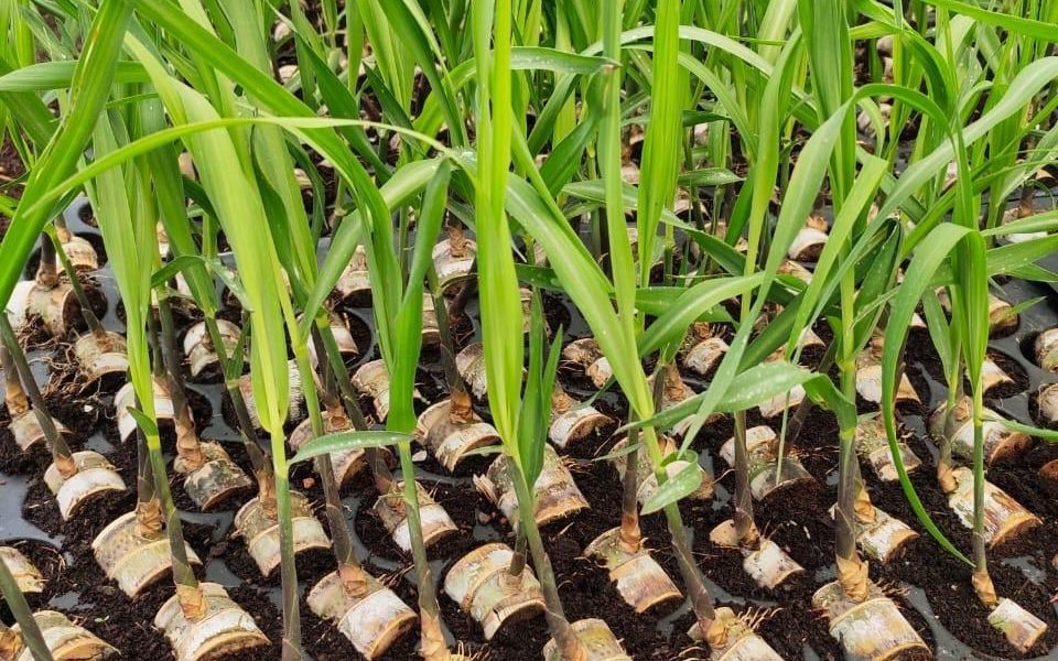 بيهار: دعم على بذور قصب السكر لتحسين زراعة القصب