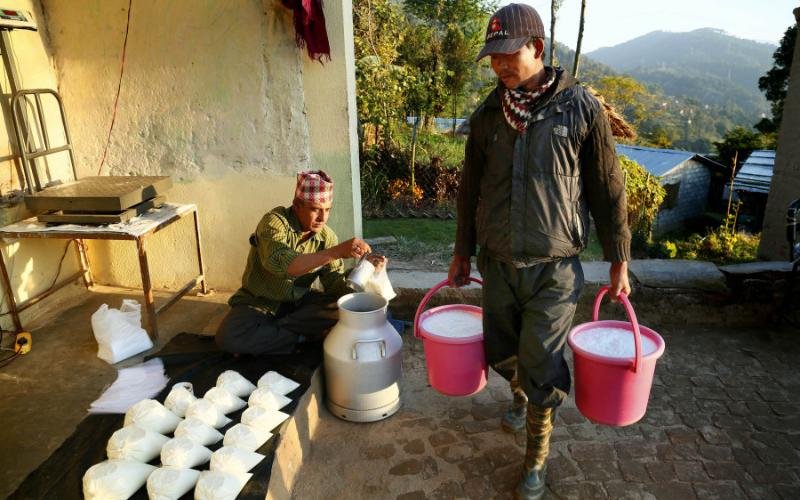 نيبال: قطاع الألبان يتجاوز أزمة الديون ويسدد مستحقات المزارعين