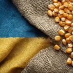 الذرة الأوكرانية تتصدر المشهد العالمي وسط تقلبات الطقس