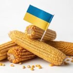 أوكرانيا تقلص صادرات الحبوب في يناير: الذرة هي الاستثناء