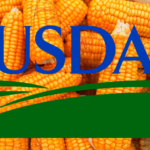 محللو وزارة الزراعة الأمريكية يخفضون توقعات صادرات الذرة الأوكرانية