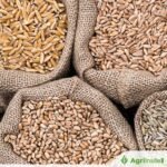 الهند تفتح باب تصدير القمح والسكر لتخفيف حدة احتجاجات المزارعين