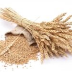 كوريا الجنوبية تشتري 50 ألف طن من قمح الطحن