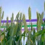 سينجنتا تطلق القمح الهجين X-Terra في فرنسا