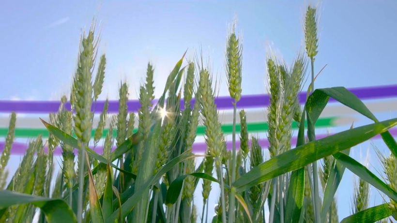 سينجنتا تطلق القمح الهجين X-Terra في فرنسا