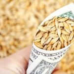 ارتفاع أسعار الشعير عالميًا وأوكرانيا: نظرة عامة