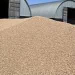 مخزون القمح في كازاخستان يتجاوز 16 مليون طن